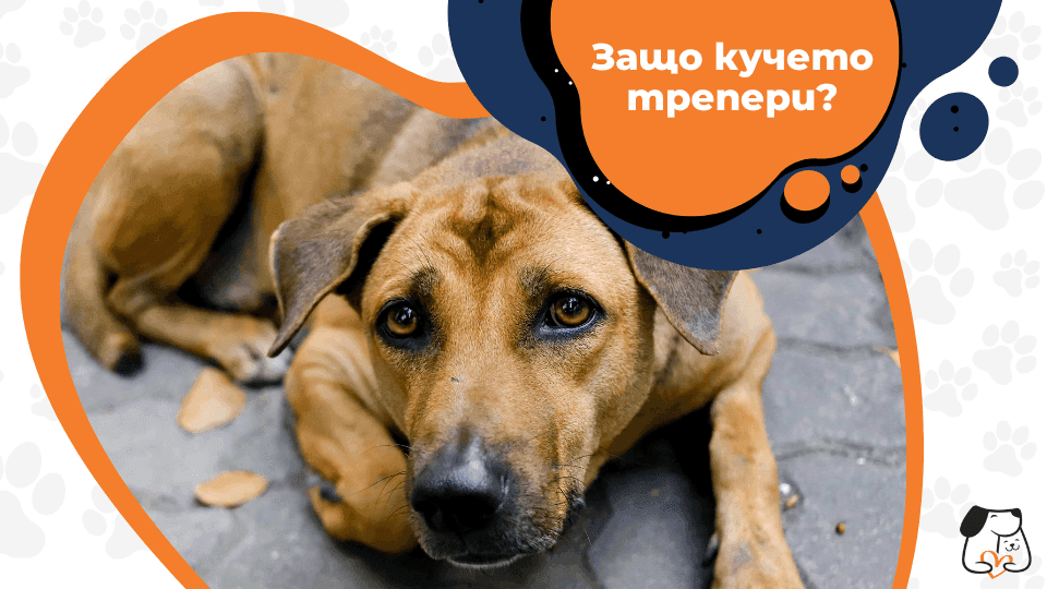 Защо кучето трепери