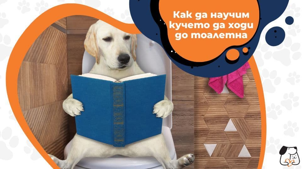 Как да научим кучето да ходи до тоалетна