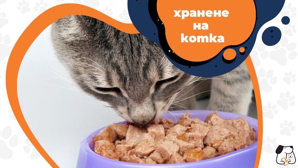 Хранене на котка