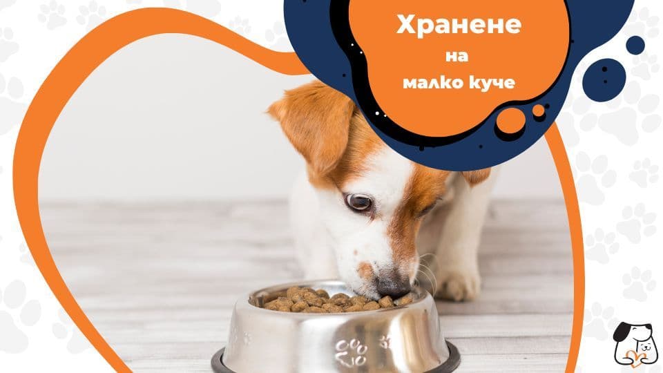 Хранене на малко куче